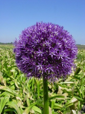 Allium Pinball Wizard